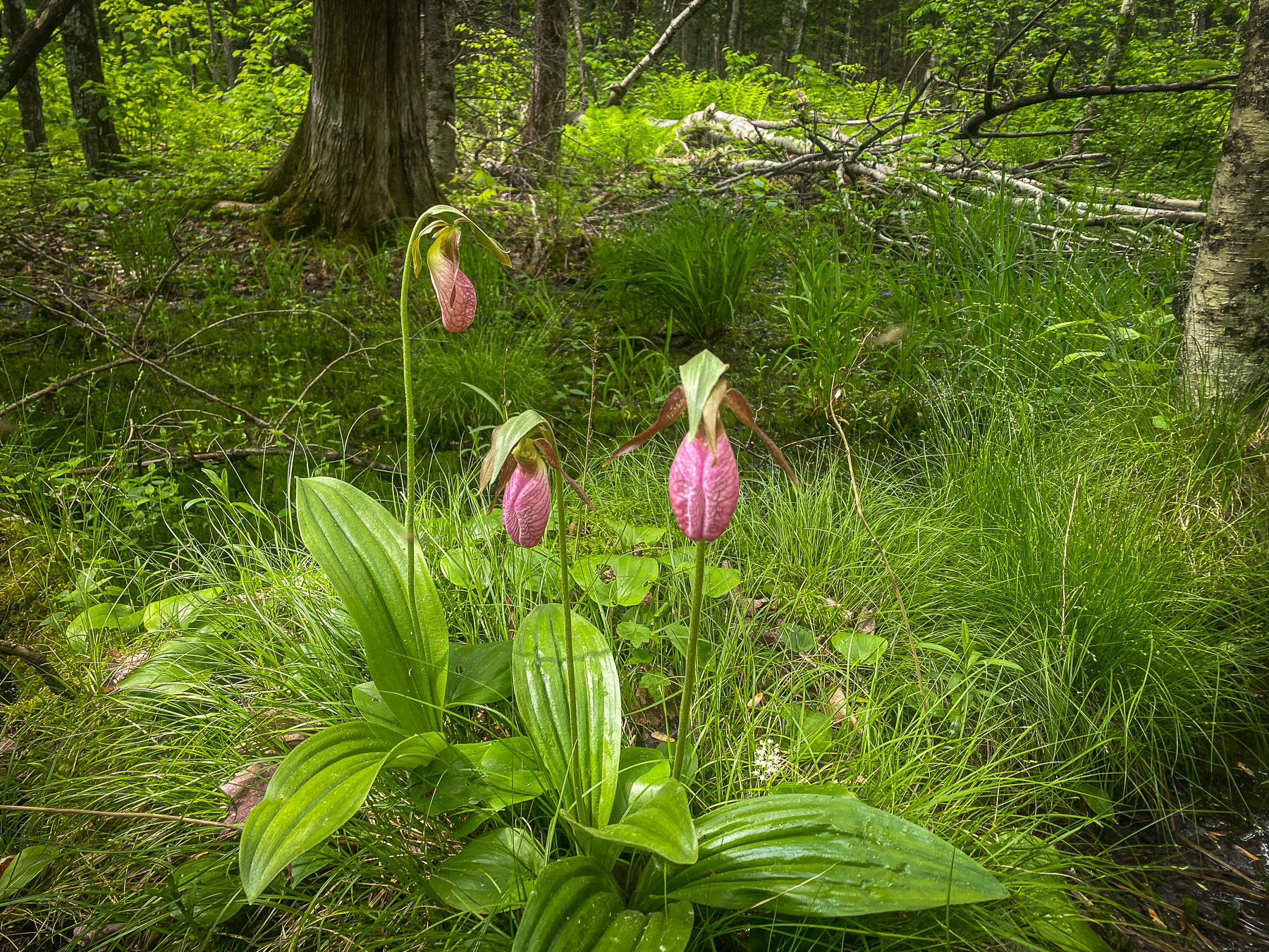 Three pink-and-green lady’s slipper flowers in a leafy forest clearing beside wet grass and logs.